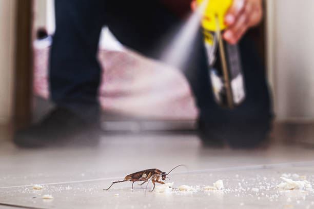 Best Emergency Pest Control  in Century, FL